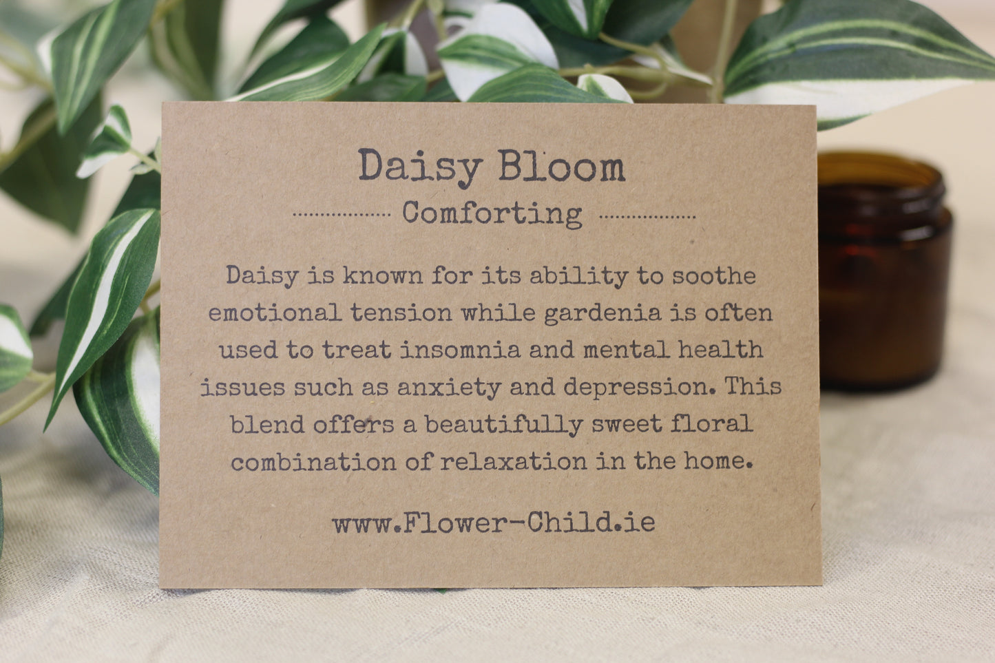 Daisy Bloom | Mountain Daisy and Gardenia Duo