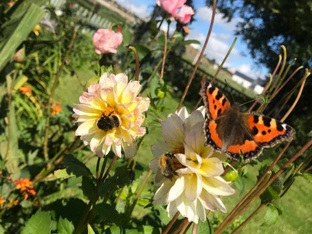 Butterfly Gardening at Turra Lodge Farm