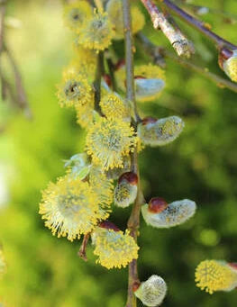 Would you like a Willow Tree?