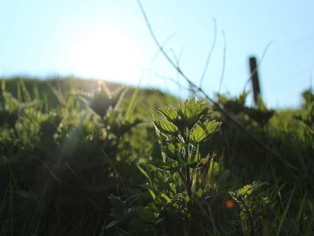 Stinging Nettle Fertiliser