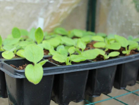 Saving money by growing from seed