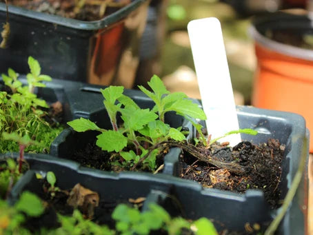 Growing from Seed in 2022