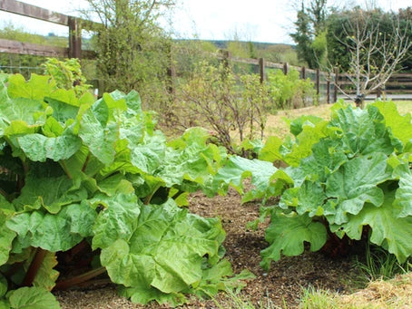 Rhubarb Leaf Garden Spray