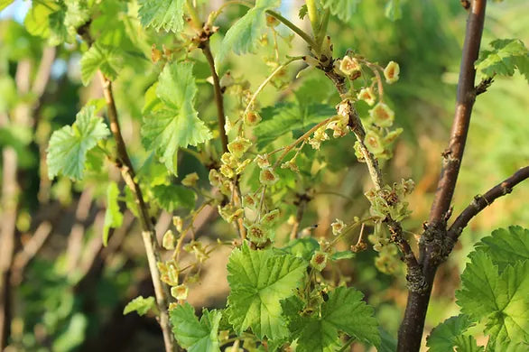 Berry Bushes