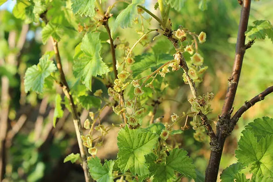 Berry Bushes