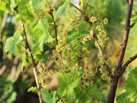 Berry Bushes