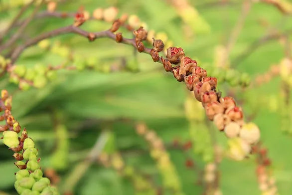 Saving and Storing Seeds