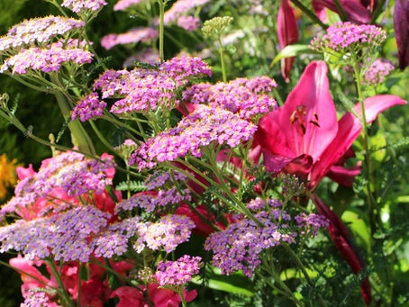 The Rockery Garden - Est. 2003