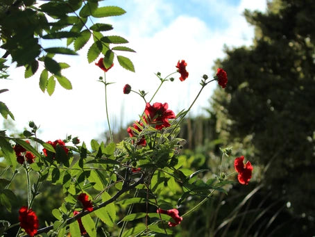 Dividing Plants - How I Turned Three Plants Into Sixty.