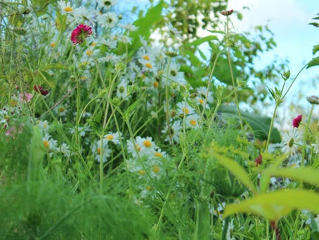 Learning Year by Year - What I Plan to Change in the Garden for 2022.