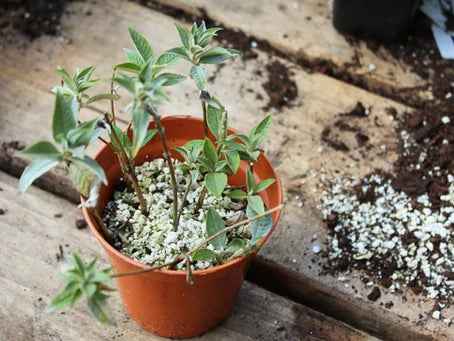 An endless supply of free plants - Growing from cutting