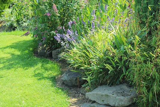 A Bamboo Takeover - Gardening With Pleioblastus Variegatus