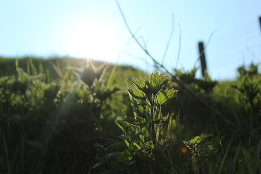 homemade nettle feed for garden