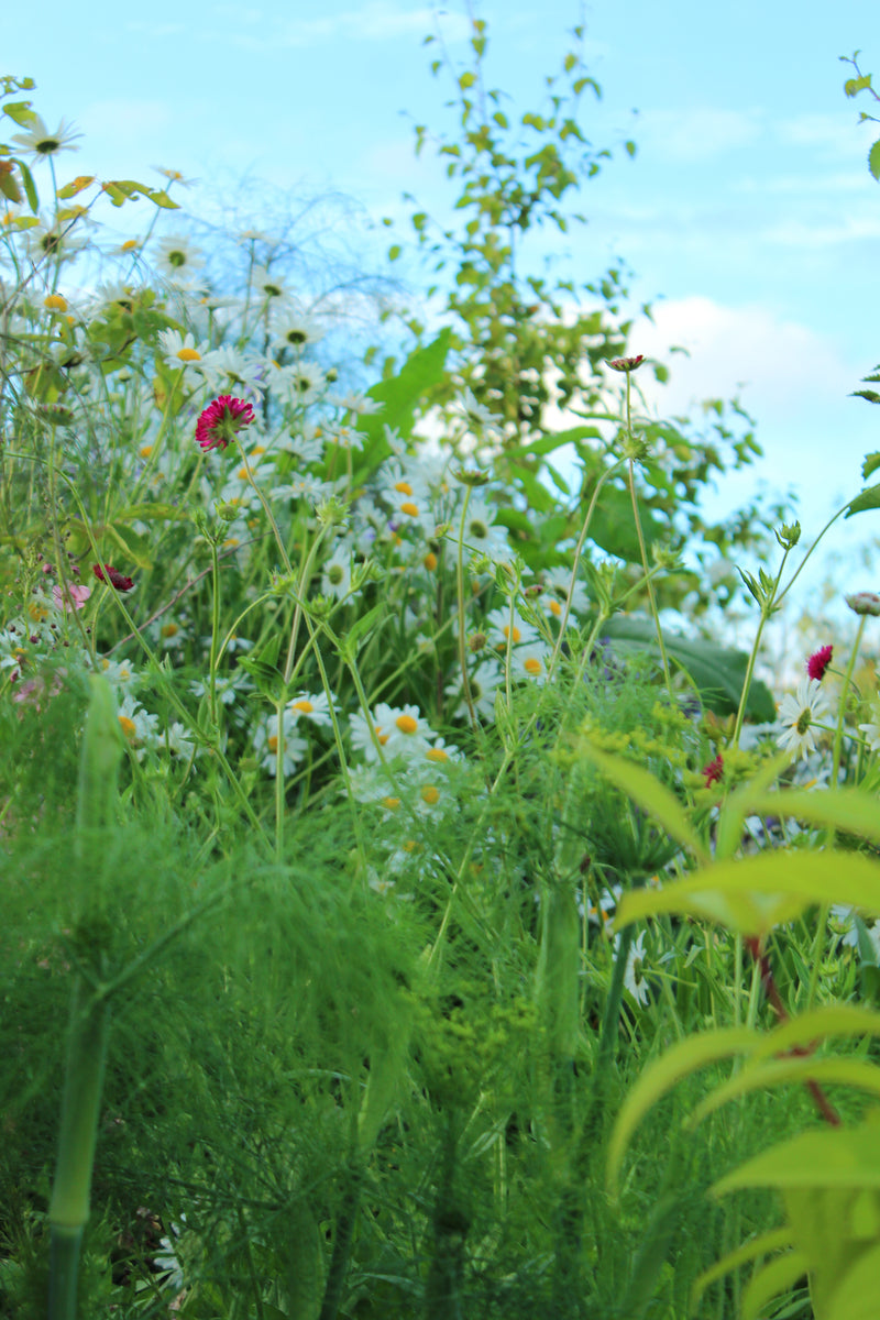 Wild Meadow Breeze