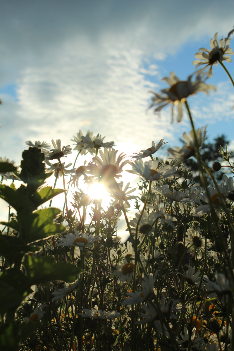 Daisy Bloom